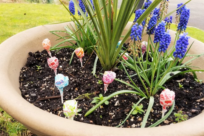Easter activity: Planting jelly beans to grow lollipops. - Secrets of a Supermom