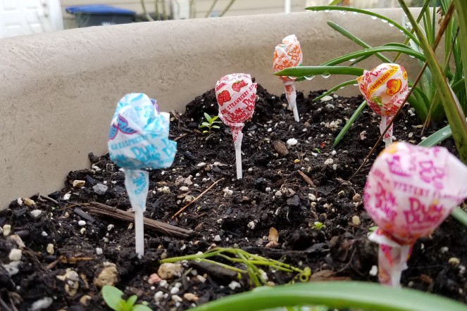 Easter activity: Planting jelly beans to grow lollipops. - Secrets of a Supermom